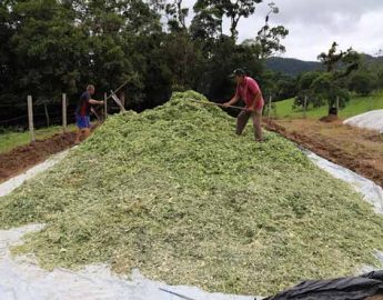 Município auxilia criadores de gado com a silagem para inverno