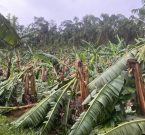 Agricultura: SAR e Epagri avaliam prejuízos causados pelo temporal