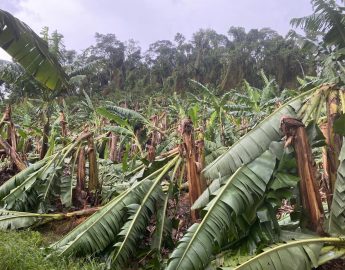 Agricultura: SAR e Epagri avaliam prejuízos causados pelo temporal