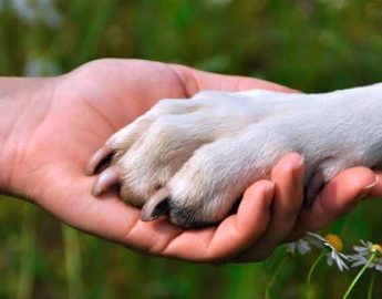 Corupá cadastra entidades e lares temporários para animais