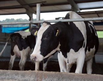 Agricultura: Santa Catarina é referência em sanidade animal