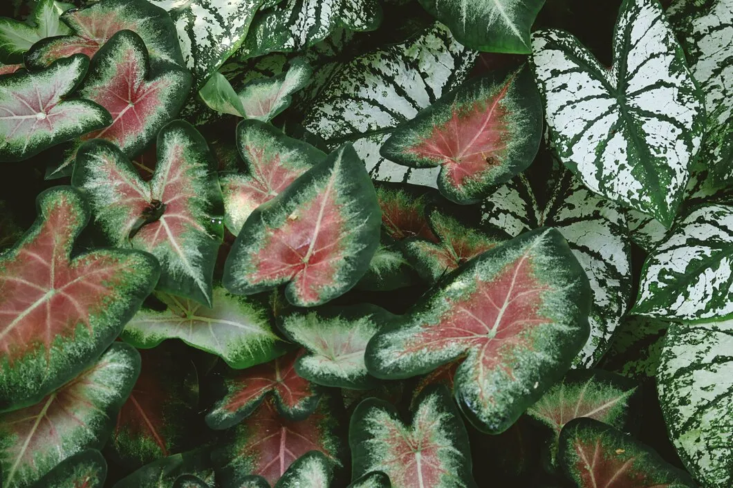 Tinhorão 8 dicas para cultivar o Caladium bicolor no seu jardim