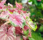 Tinhorão: 8 dicas para cultivar o Caladium bicolor no seu jardim