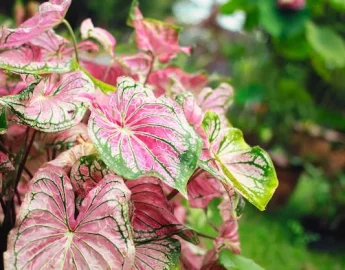 Tinhorão: 8 dicas para cultivar o Caladium bicolor no seu jardim