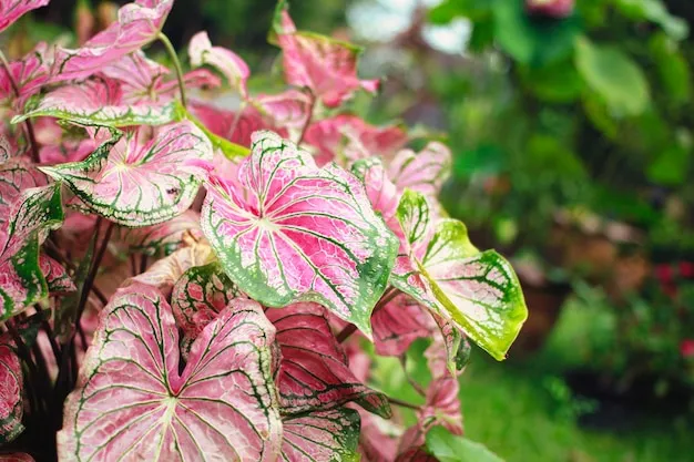 Tinhorão 8 dicas para cultivar o Caladium bicolor no seu jardim